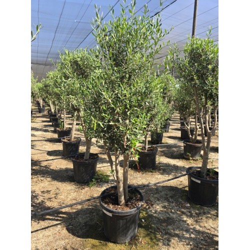 Olea forma natural 25/35 lt